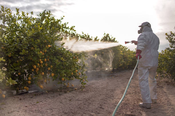 Best Termite Control Services  in Point, TX